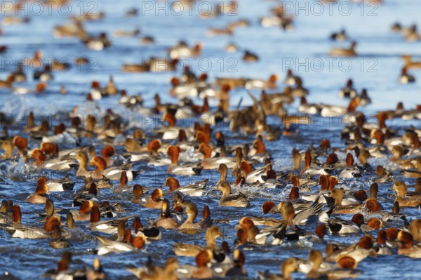 Eurasian Wigeon (Mareca penelope) group, Netherlands