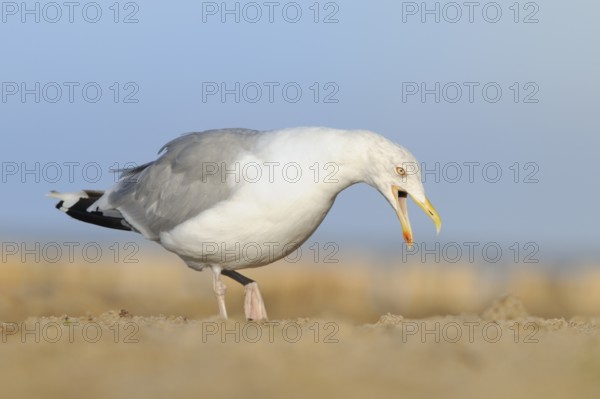 European Herring Gull (Larus argentatus) calling, Mecklenburg-Western Pomerania, Germany