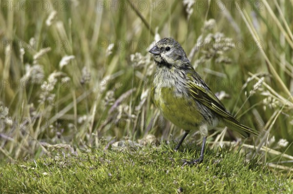 White-bridled Finch (Melanodera melanodera) male, Falkland Islands