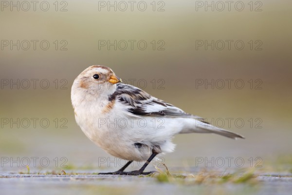 Snow Bunting (Plectrophenax nivalis), Asturias, Spain
