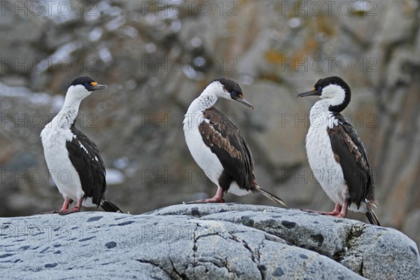Antarctic Shag, Leucocarbo bransfieldensis, Antarctica, Petermann Island