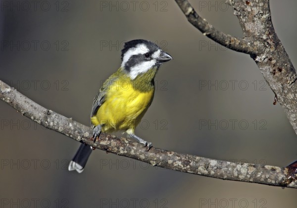Crested Shriketit (Falcunculus frontatus) female, Victoria, Australia