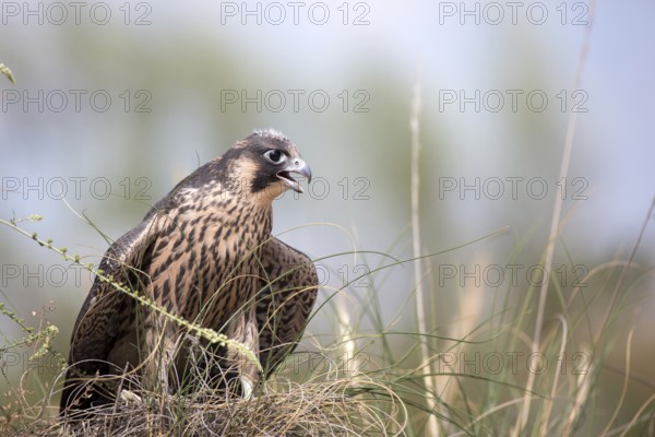 Peregrine Falcon (Falco peregrinus) juvenile, Madrid, Spain