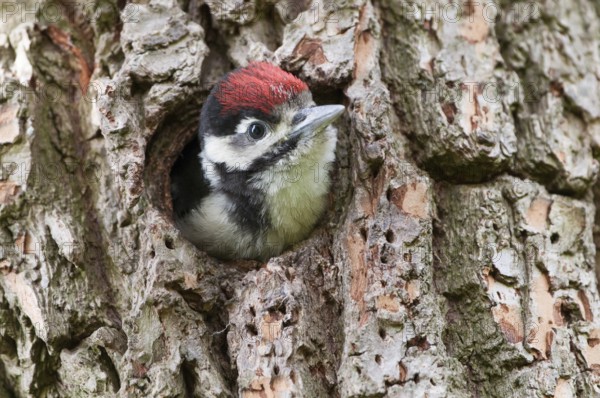 Great Spotted Woodpecker (Dendrocopos major) juvenile in breeding cavity, North Holland, Netherlands
