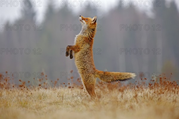 Red Fox hunting, Vulpes vulpes, wildlife scene from Europe. Orange fur coat animal in the nature habitat. Fox on the green forest meadow