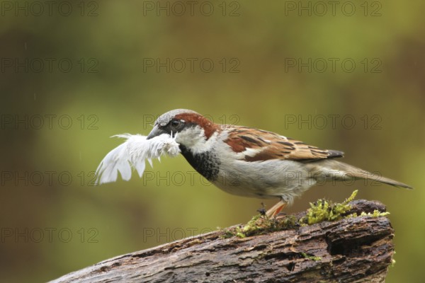 House Sparrow (Passer domesticus) male with feather in beak, Lower Saxony, Germany