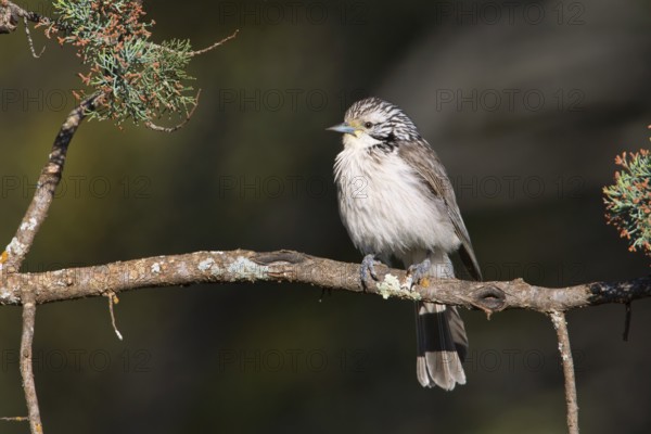 Striped Honeyeater (Plectorhyncha lanceolata), New South Wales, Australia