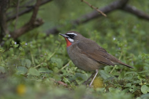 Siberian Rubythroat (Calliope calliope) male, Netherlands