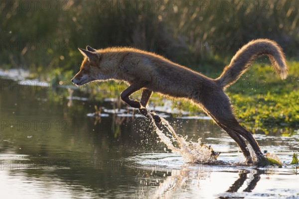 Red Fox (Vulpes vulpes) jumping and hunting in pond, Netherlands