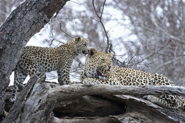 Leopard (Panthera pardus) adult with cub lying on a tree, Sabi Sands, South Africa