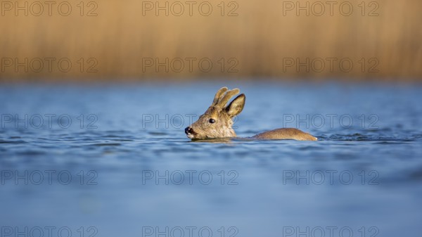 Western Roe Deer (Capreolus capreolus) buck swimming, Saxony-Anhalt, Germany