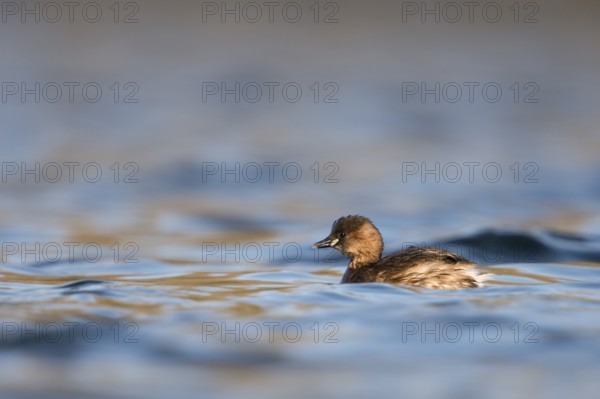 Little Grebe (Tachybaptus ruficollis), North Rhine-Westphalia, Germany