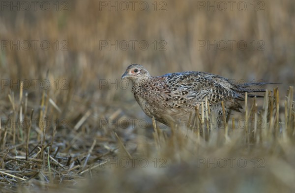 Common Pheasant (Phasianus colchicus) female on field, North Rhine-Westphalia, Germany