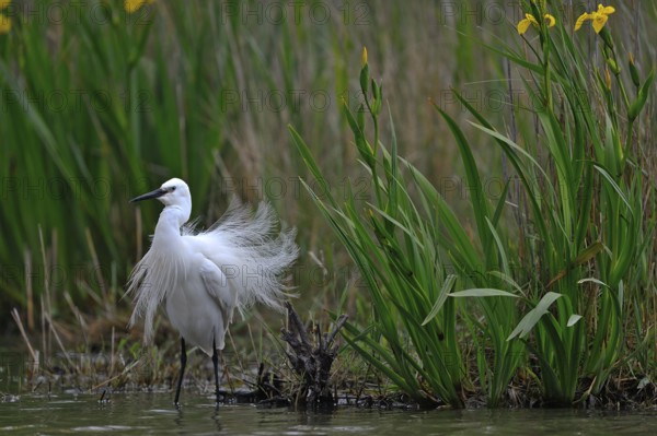 Seidenreiher (Egretta garzetta) Little Egret