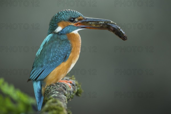 Common Kingfisher (Alcedo atthis) female perched on a branch with a fish in its beak, Lower Saxony, Germany