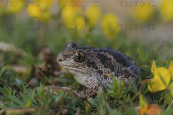 Knoblauchkröte (Pelobates fuscus) Common Spadefoot