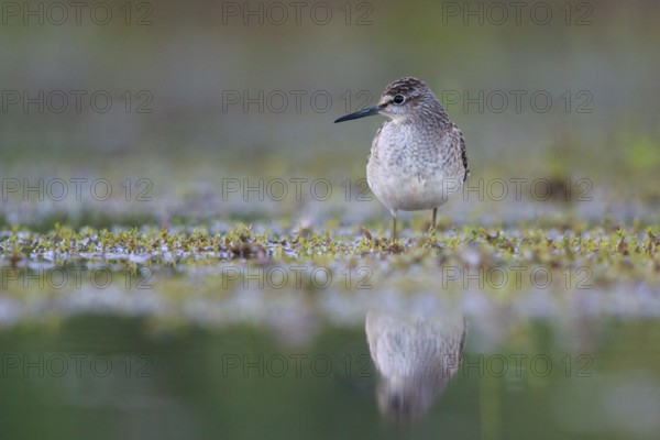 Wood Sandpiper (Tringa glareola) foraging, North Rhine-Westphalia, Germany