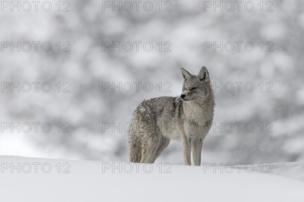 Coyote (Canis latrans) adult in snowy countryside, Yellowstone National Park, Wyoming, USA