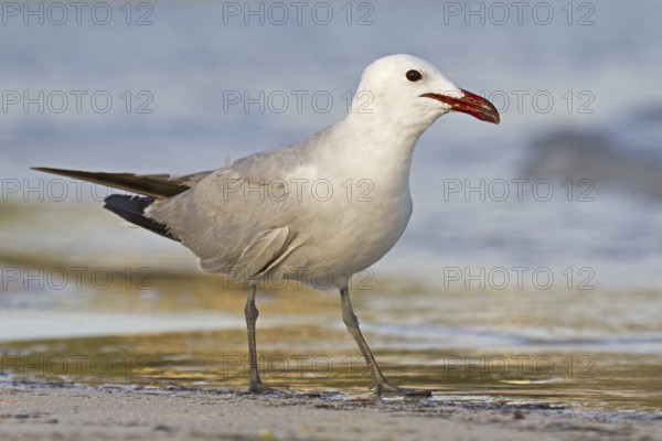 Audouin's Gull (Ichthyaetus audouinii), Mallorca, Spain
