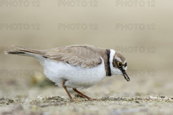 Little Ringed Plover (Charadrius dubius) female foraging, North Rhine-Westphalia, Germany