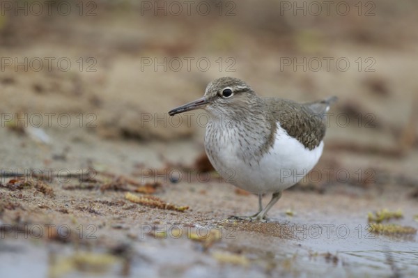 Common Sandpiper (Actitis hypoleucos) foraging, North Rhine-Westphalia, Germany