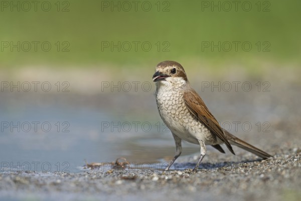 Red-backed Shrike (Lanius collurio) female near waterhole, Aosta Valley, Italy