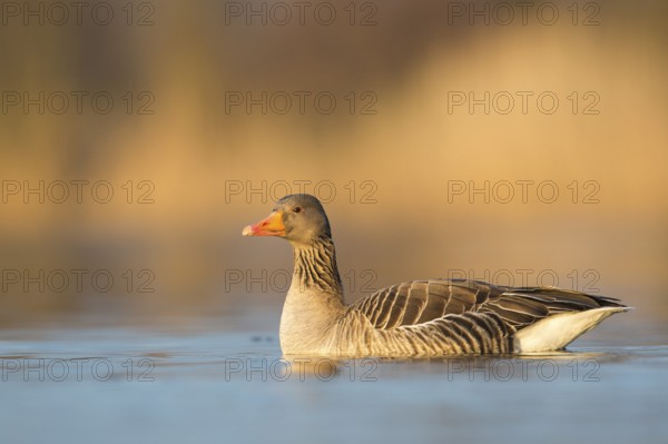 Greylag Goose (Anser anser), Rhineland-Palatinate, Germany