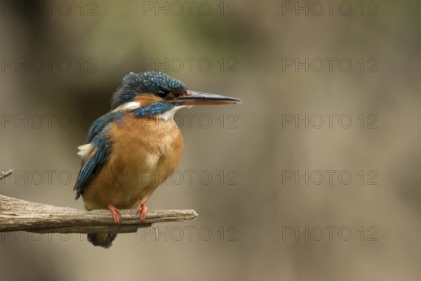 Ijsvogel, Kingfisher, Alcedo atthis ispida