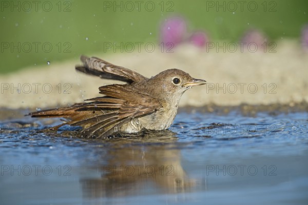 Common Nightingale (Luscinia megarhynchos) bathing in waterhole, Aosta Valley, Italy