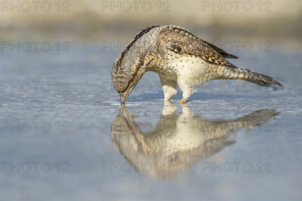 Eurasian Wryneck (Jynx torquilla) drinking at water hole, Aosta Valley, Italy