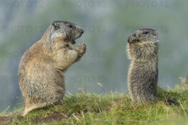 Alpine Marmot (Marmota marmota) adult with young, High Tauern National Park, Carinthia, Austria