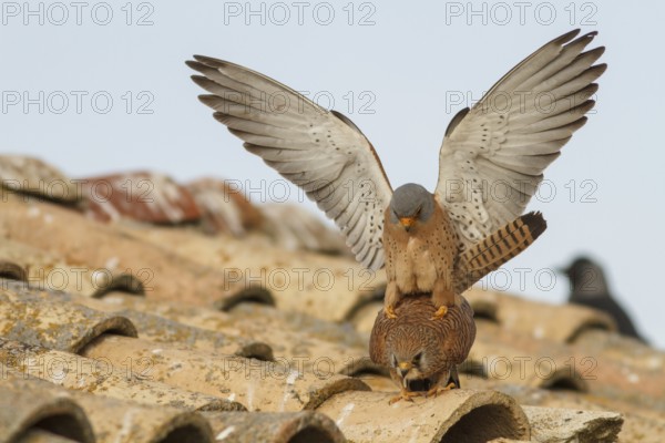 Lesser Kestrel (Falco naumanni), pair mating, Castile-La Mancha