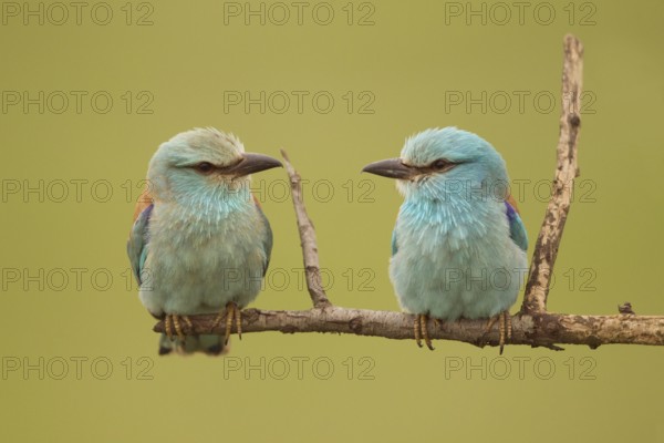European Roller (Coracias garrulus) pair perched on a branch, Serbia