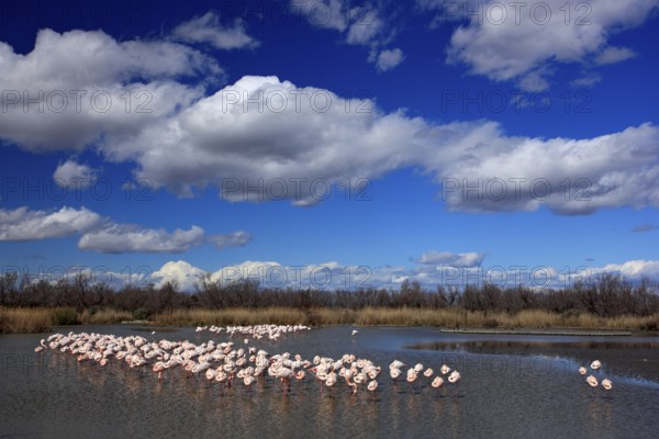 Nature reserve in France. Flock of Greater Flamingo, Phoenicopterus ruber, nice pink big bird, dancing in the water, animal in the nature habitat. Blue sky and clouds, Camargue, France, Europe