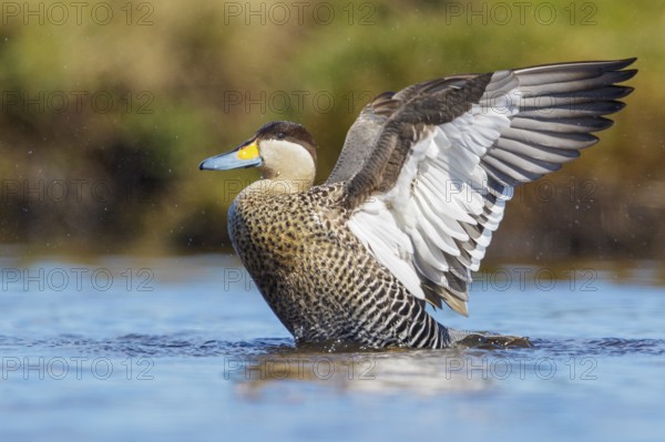 Silver Teal (Anas versicolor) swimming on a small pond in the Falkland Islands