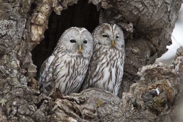 Ural Owl (Strix uralensis japonica), Hokkaido, Japan