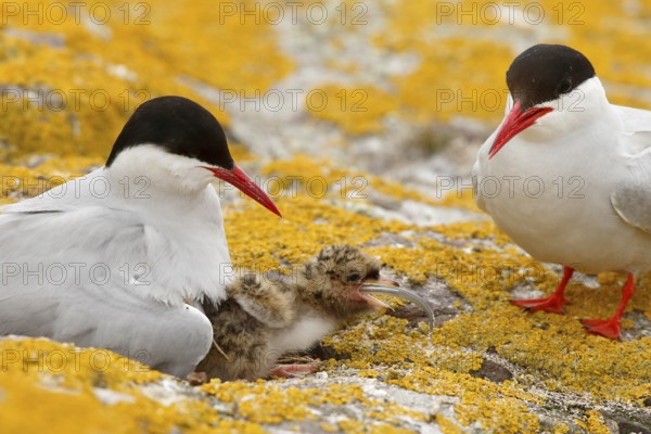 Arctic Tern (Sterna paradisaea) pair feeds chick, Farne Islands, United Kingdom