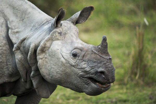 Indian Rhinoceros (Rhinoceros unicornis) portrait, Kaziranga National Park, India