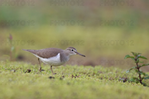 Common Sandpiper (Actitis hypoleucos) foraging, North Rhine-Westphalia, Germany