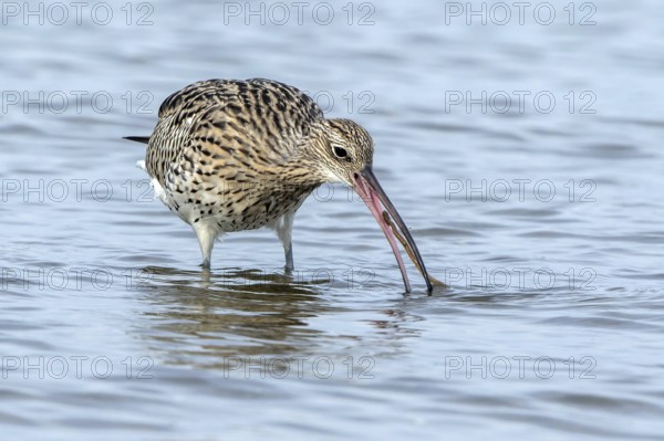 GroÃŸer Brachvogel mit erbeutetem Seeringelwurm