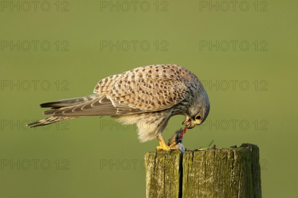 Torenvalk eet muis; Common Kestrel eating a mouse;