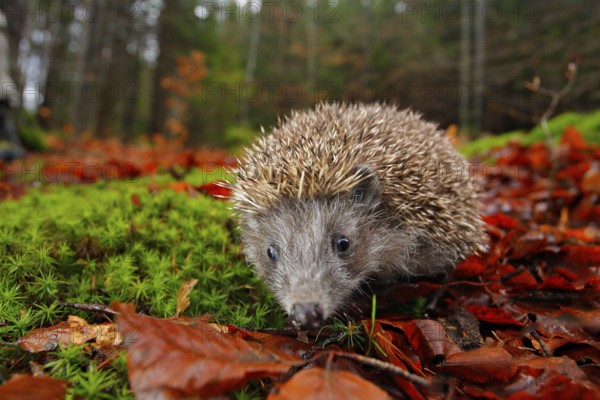 European Hedgehog, Erinaceus europaeus, on a green moss at the forest, photo with wide angle. Hedgehog in dark wood, autumn image.Cute funny animal with snipes. Orange autumn leaves with hedgehog