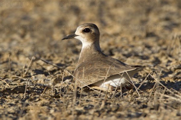 Oriental Plover (Charadrius veredus), Western Australia, Australia
