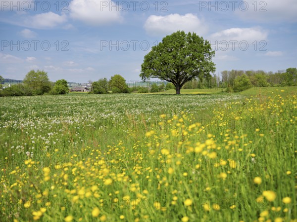 English oak (Quercus robur), leaf budding in front of a blue cloudy sky, Freiamt, Canton Aargau, Switzerland