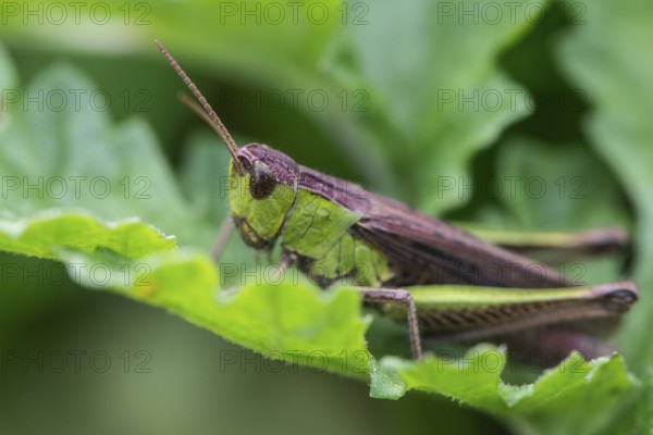 Common Green Grasshopper (Omocestus viridulus), Emsland, Lower Saxony, Germany