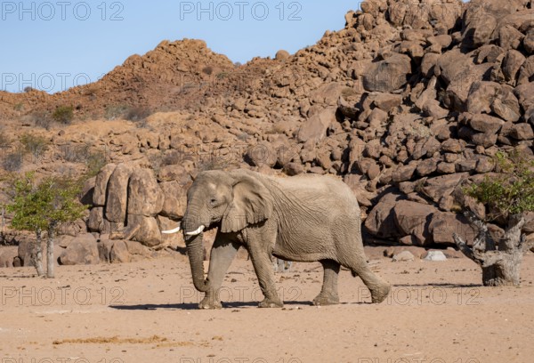 African elephant (Loxodonta africana), desert elephant, near the Ugab River, Damaraland, Kunene region, Namibia