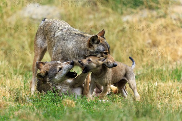 Pup and two adult wolves in playful interaction in a meadow, Timberwolf, wolf, American wolf, (Canis lupus lycaon), pup, Germany