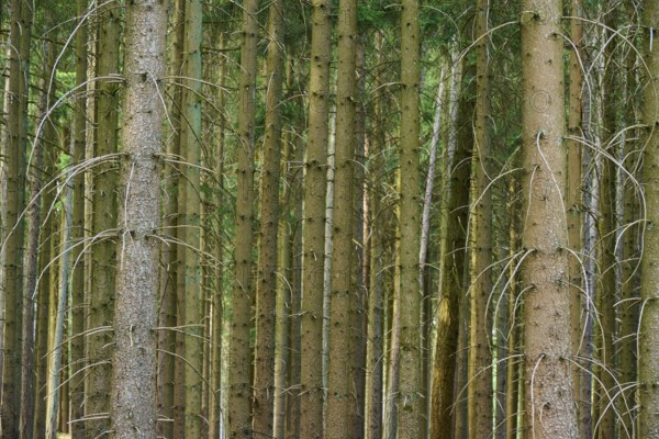 High green coniferous trees in a dense forest, summer, Odenwald, Hesse, Germany