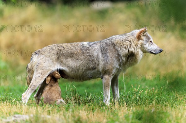 Pup suckling on mother wolf in a green field, Timberwolf, wolf, American wolf, (Canis lupus lycaon), pup, Germany