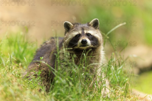 A raccoon sits in a green meadow, his face attentively directed towards the camera, raccoon (Procyon lotor), Germany
